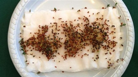 Den Wi-Fi bestrålede karse er tydeligvis skadet i sin udvikling